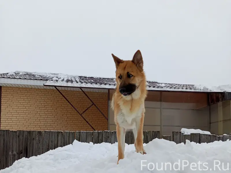 Пропал Грей, немецкая овчарка, ошейник с бейджиком