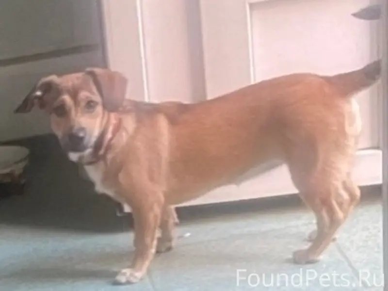 Пропала финотиптакса Джесси