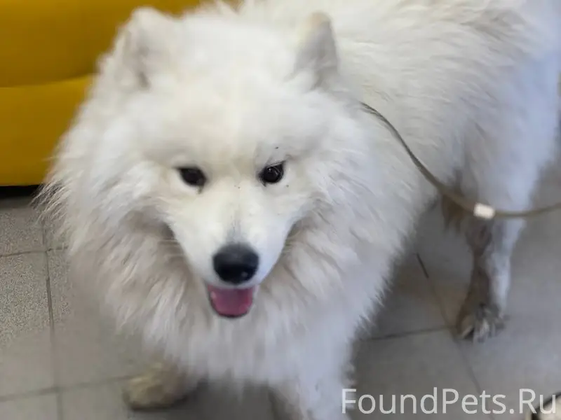 Найден самоед, район Паркового, Пермь