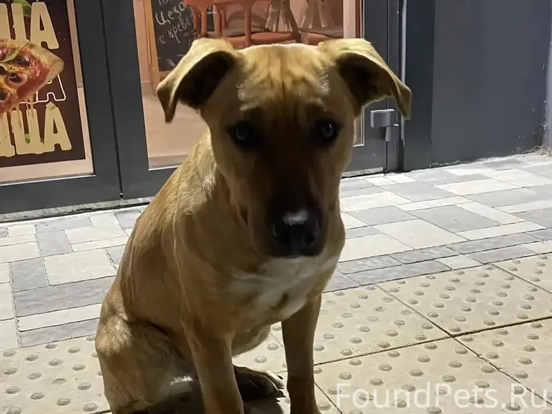 Найдена собака, Левенцовка