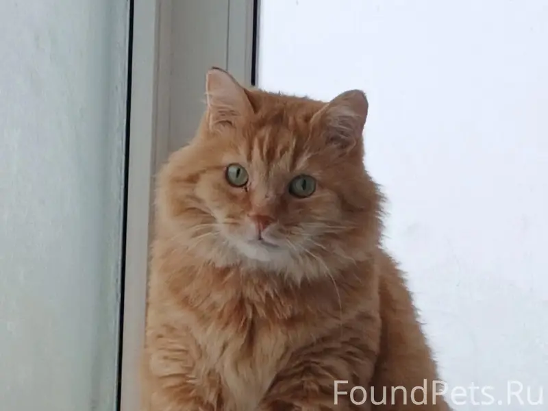 Пропал кот Барсик, район Бывалово