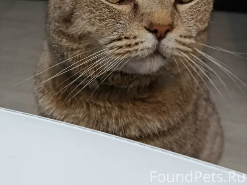 Пропал кот, Химмаш
