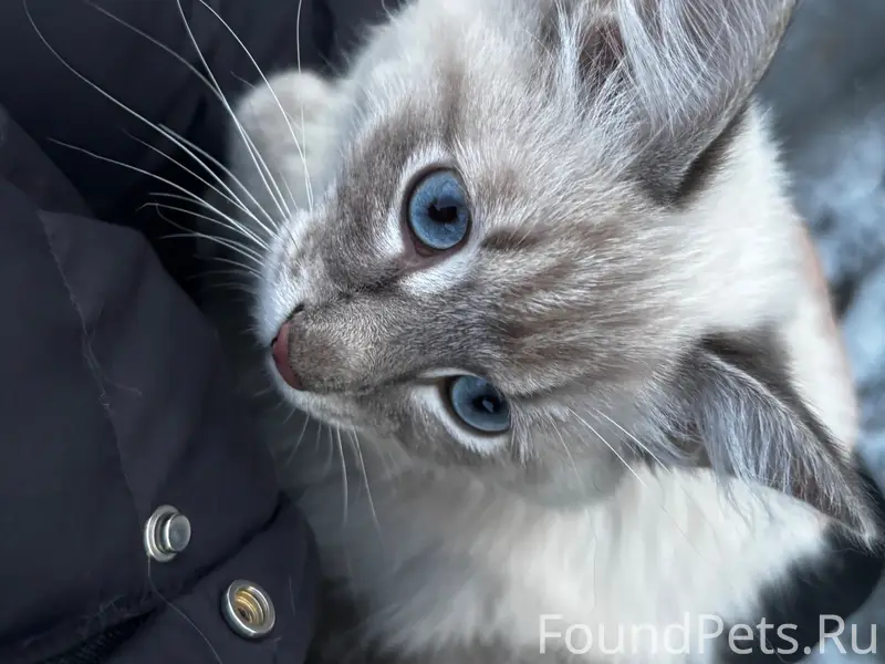 Найден кот, первый проезд Кривозерье 17