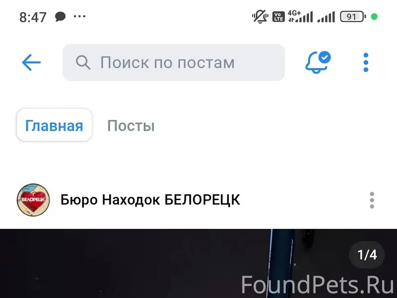 Найден метис алабая, без клички