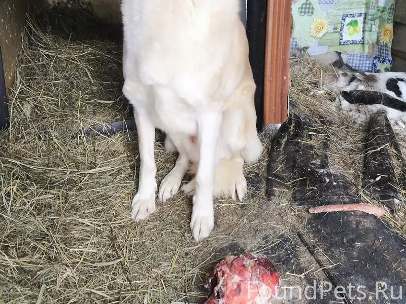 Пропал пёс Джек, деревня Чуваки