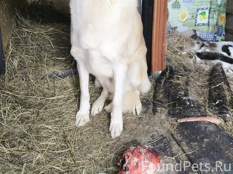 Пропал пёс Джек, деревня Чуваки