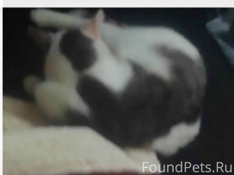 Пропала кошка, Монино