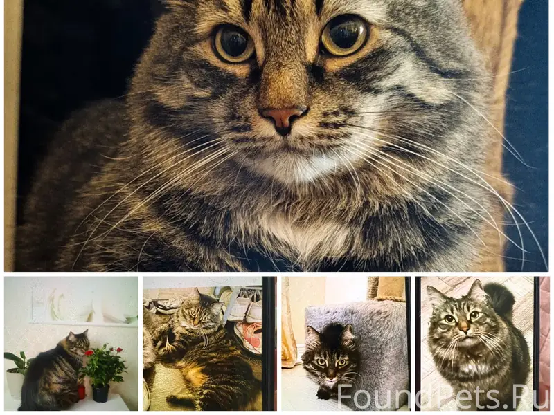 Пропал кот Шаня, Горбунки