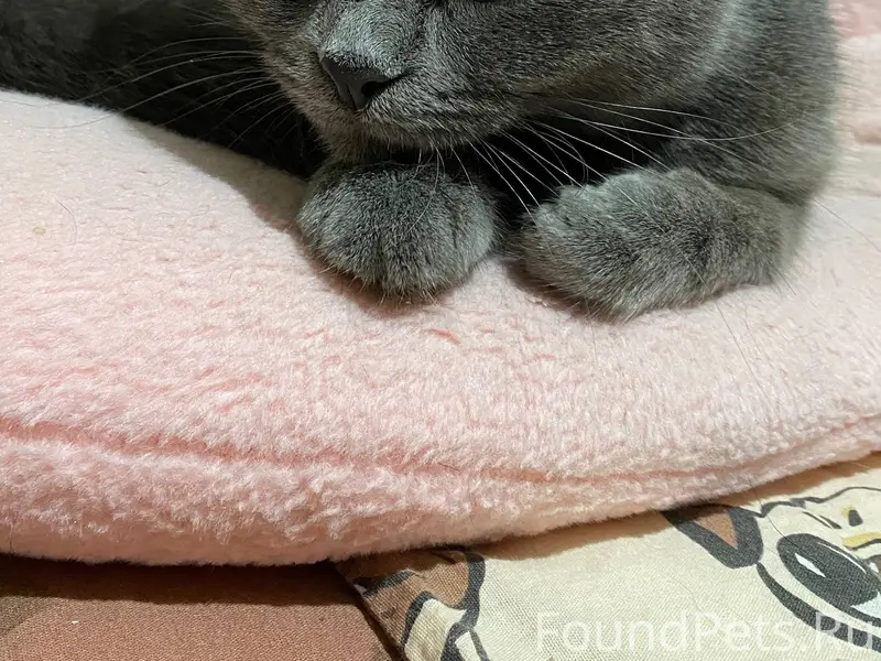 Найдена кошка, Шишимская 10