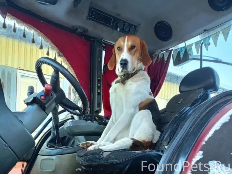 Пропал Русская пегая гончая Барон, Вадский район