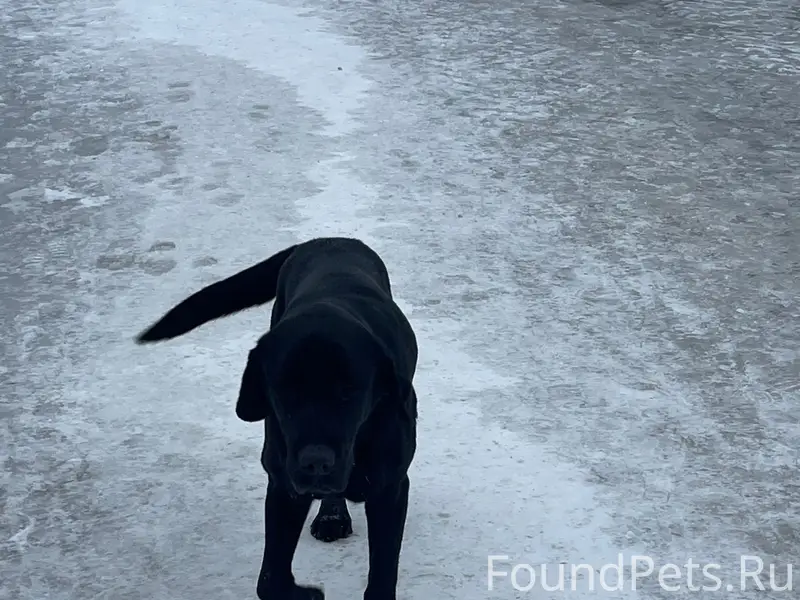 Найден лабрадор, чёрный, перед проходной Бэмза