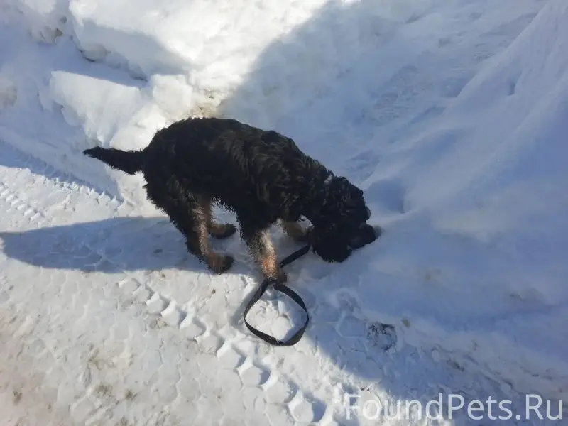 Найден а питомец, собака, около 20 школы