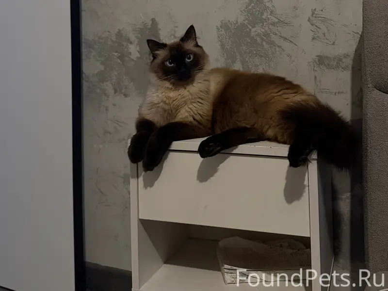 Пропал кот, район улиц Долгова, Челюскинцев