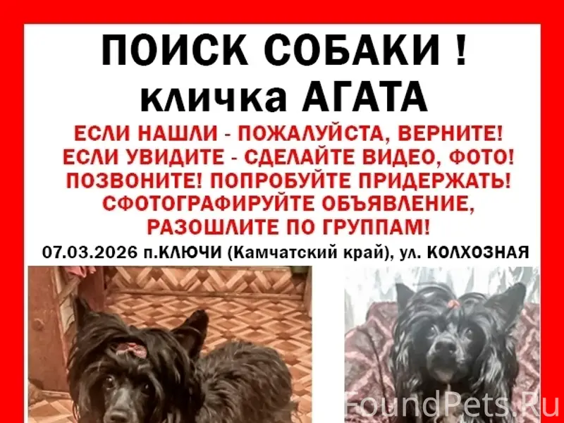 Пропала китайская хохлатая пуховая Агата, посёлок Ключи