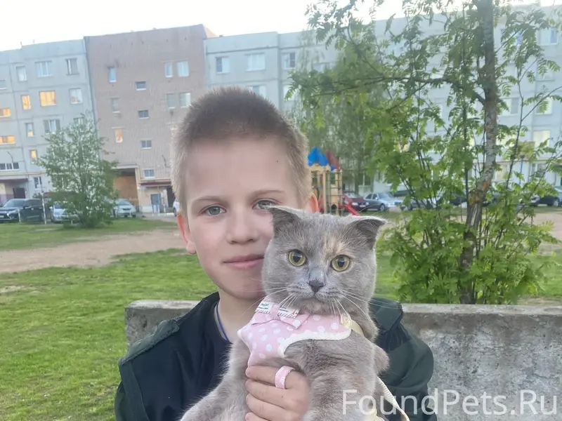 Пропала кошка, Молодежная 3