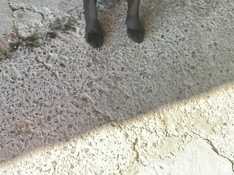 Пропала собака,