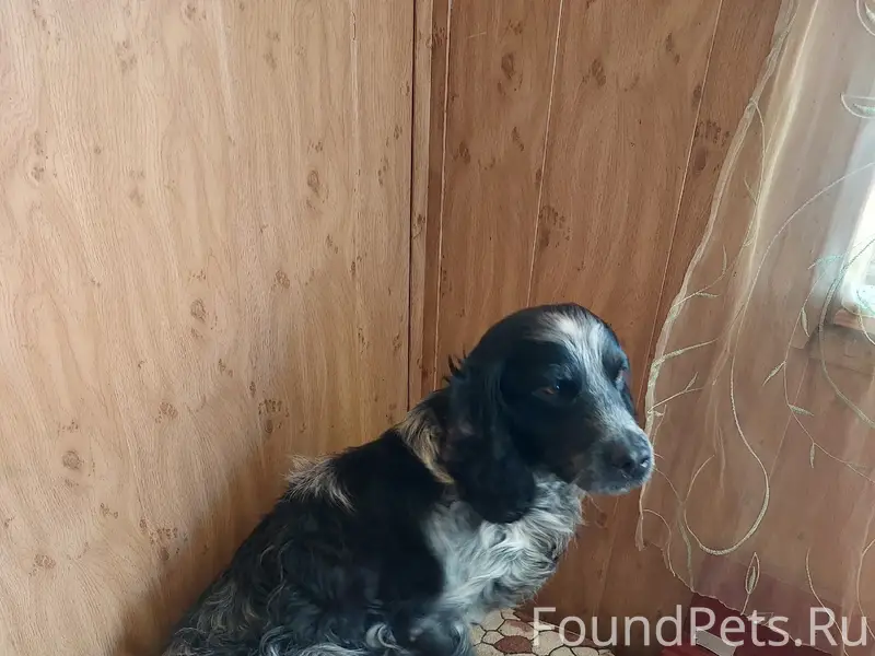 Найден русский охотничий, без клички