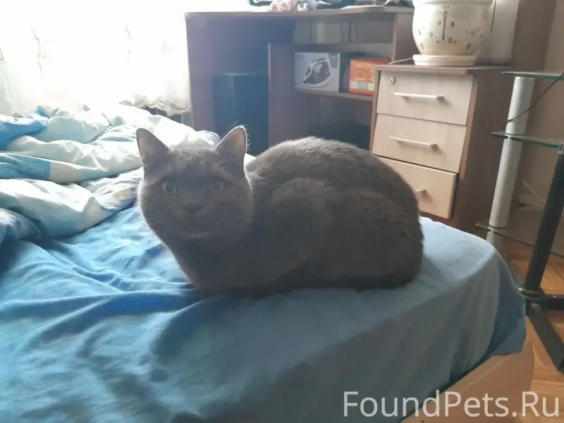 Пропал кот Басик, улица Кирова