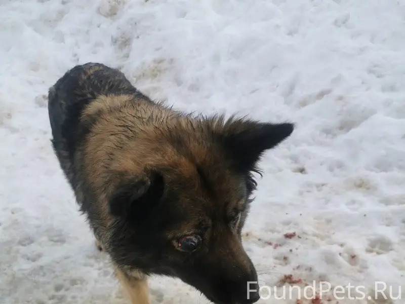 Пропала раненая собака, Боровский район