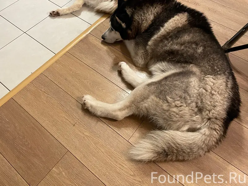 Пропали хаски Джек и рыжий, Лукоянов