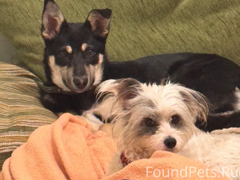 Пропала собака Майя, район Натали/2 Брата