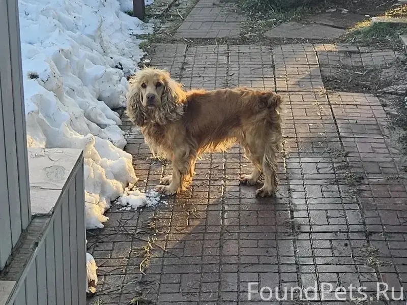 Пропал английский кокер-спаниель Спарки, село Новлянское