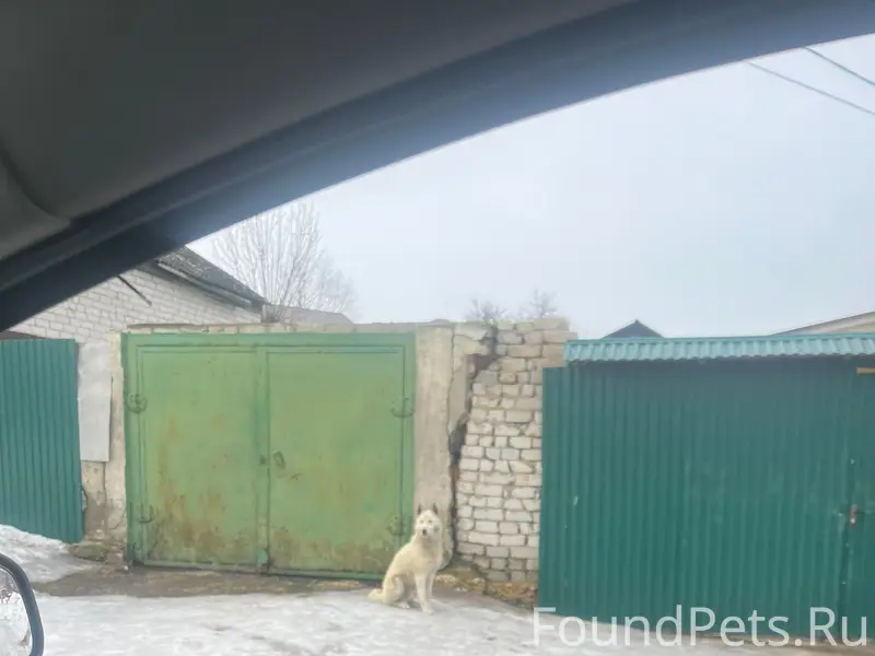 Пропала белая собака, район автоколонны