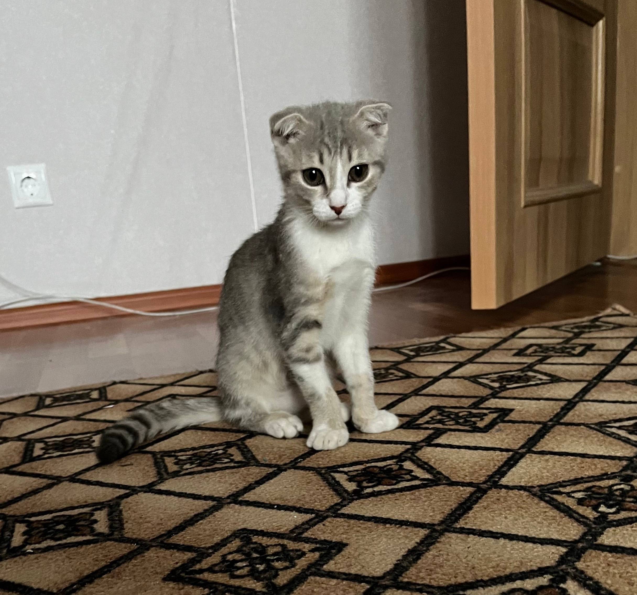 Найден котёнок, [место не указано]