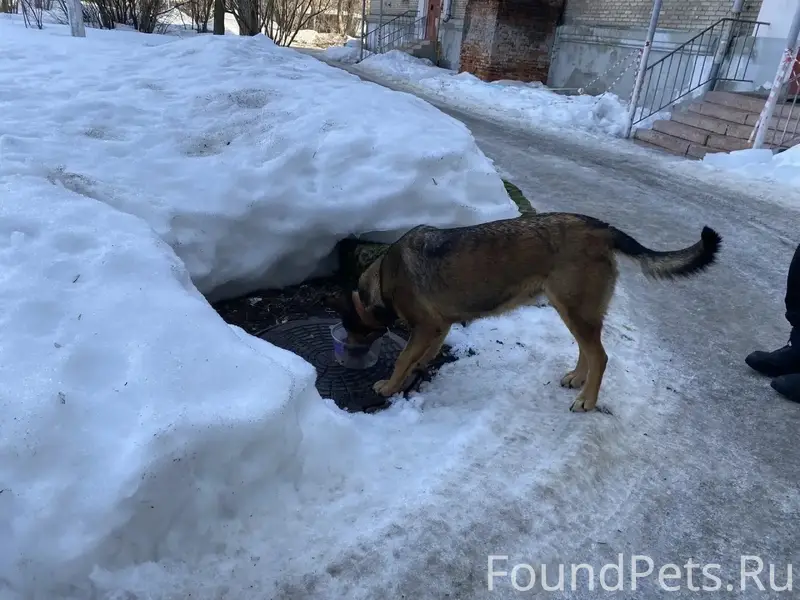 Найдена собака, район ЦРБ, Коломна
