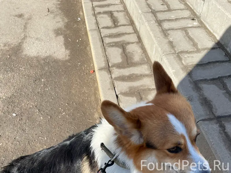 Найден корги, улица Добролюбова 30