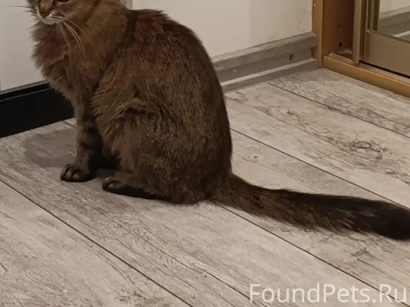 Пропала кошка Бэтти, Минск, Московский район