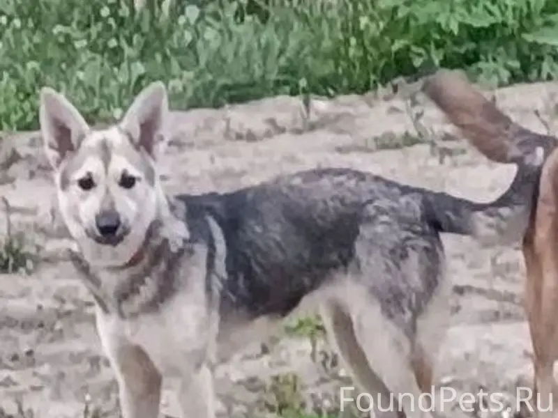 Пропала собака, Орджоникидзевский район