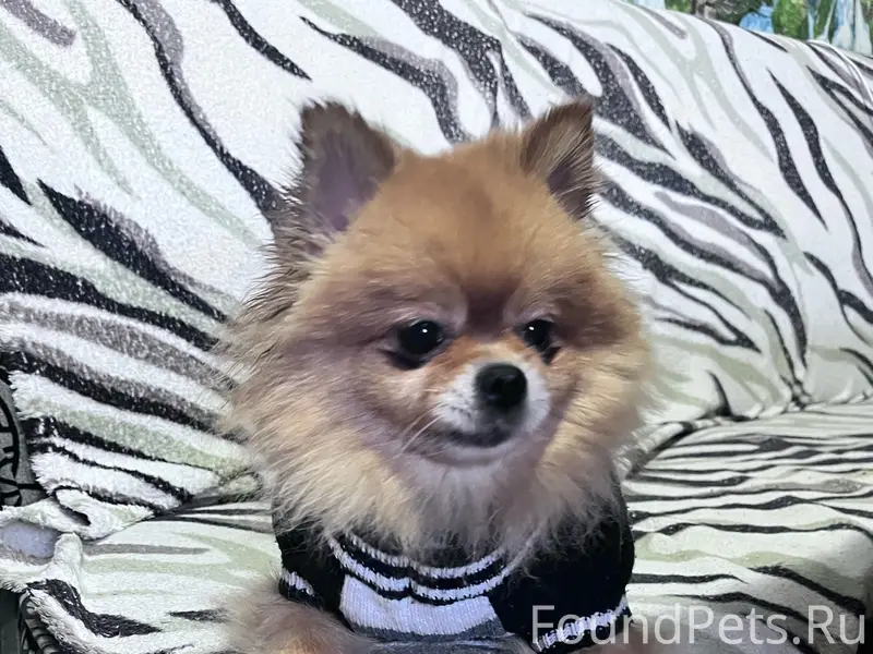 Найден метис Юки, Улица Красноармейская, Симферополь