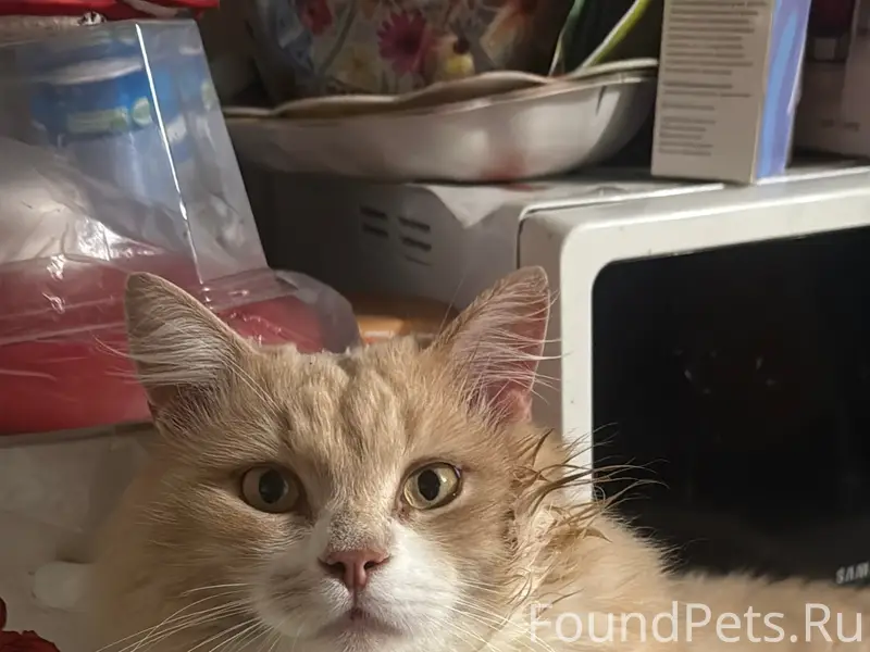 Пропал мейн-кун Малыш, район Покровские ворота