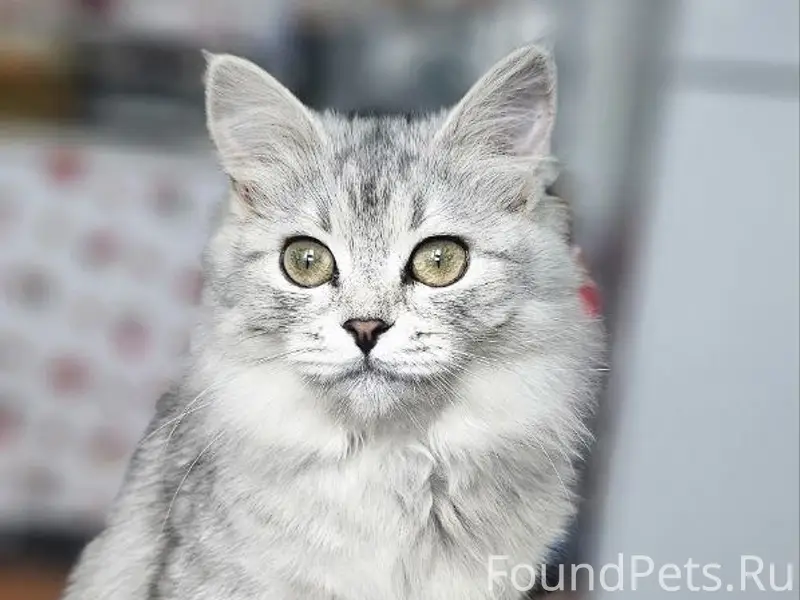 Пропала кошка, Светский район