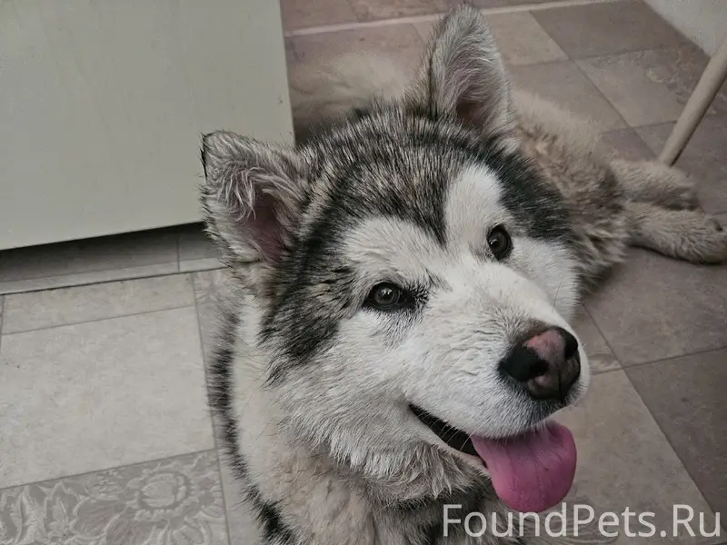 Найден щенок маломута, 10-й микрорайон