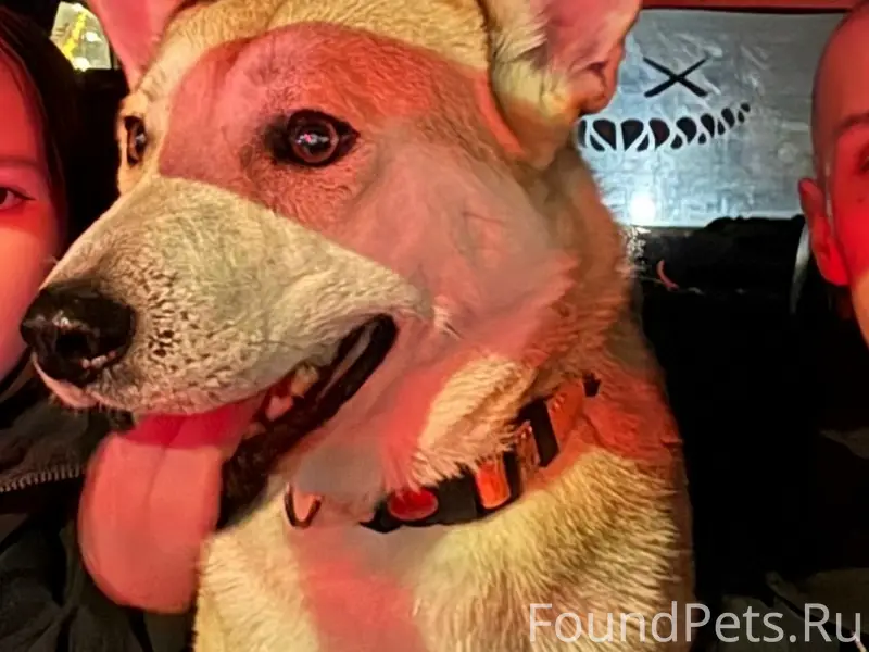 Пропала собака, район Зои Космодемьянской