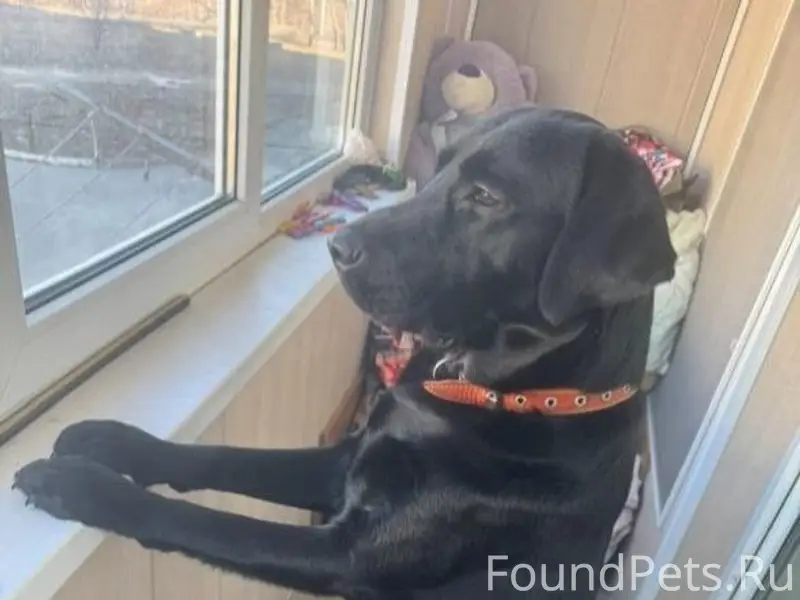 Пропал лабрадор Хан, Приморский край