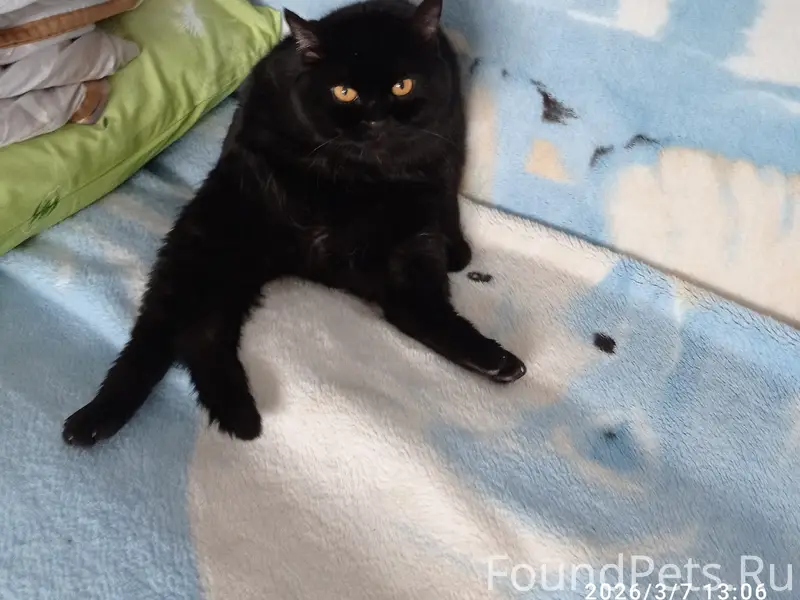 Пропал чёрный кот Миша
