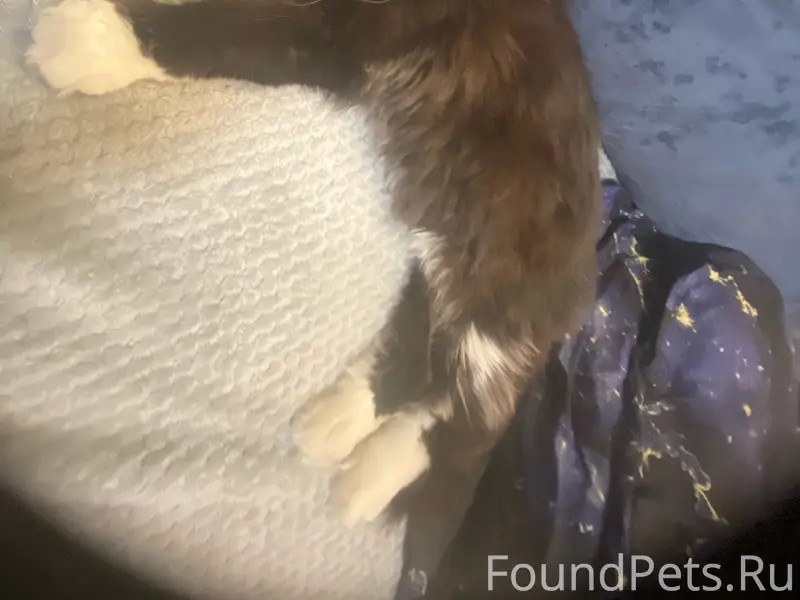 Пропал мейнкун Бублик, Канатчикова