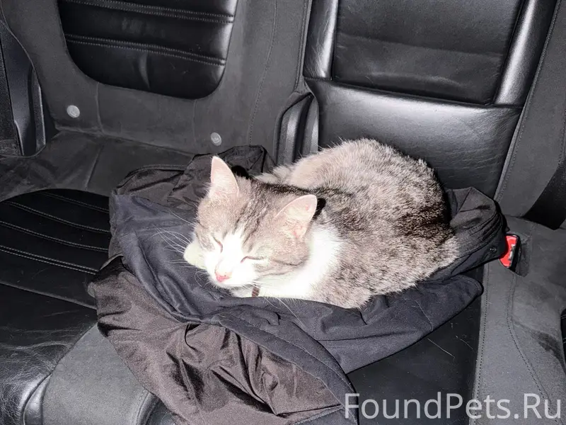 Найден кот, 2 Брянск