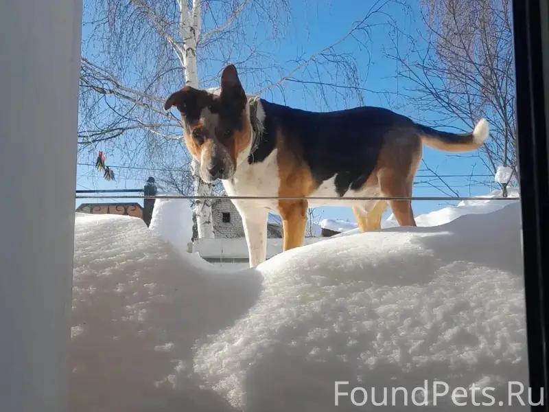 Пропал пёс Гера, Авиастроительный район