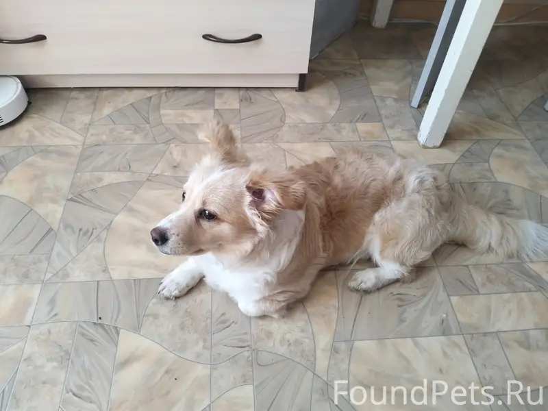 Пропал Корги Мартин, Красноярск