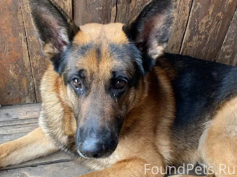 Пропал кобель, Осинники, ул. Шурак