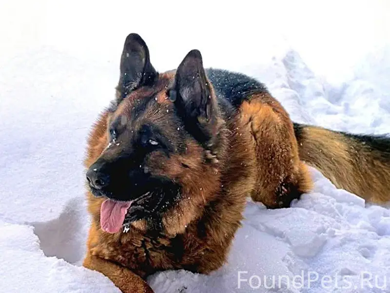 Пропала собака с клеймом