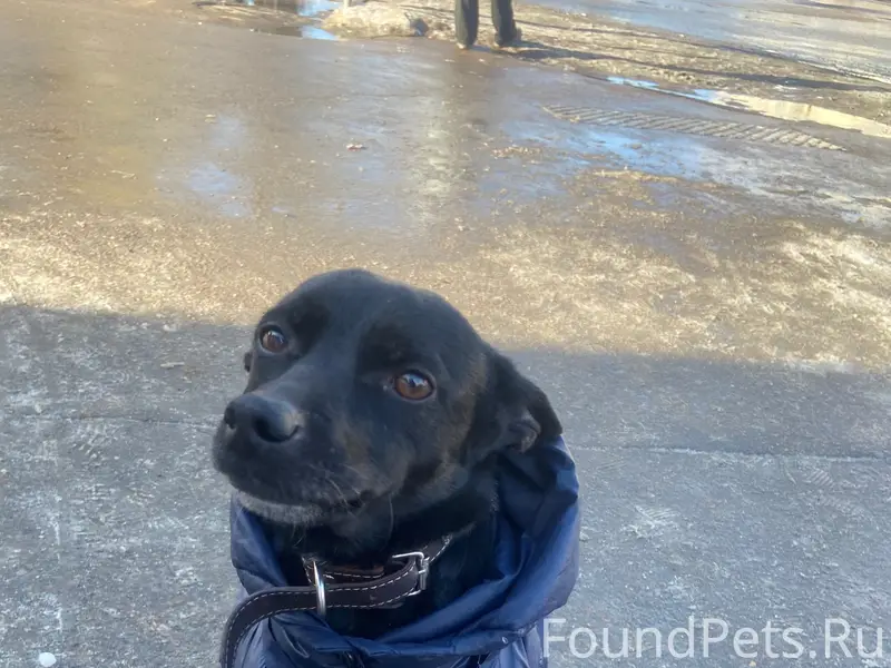 Пропала собака Джесси, Авиастроителей