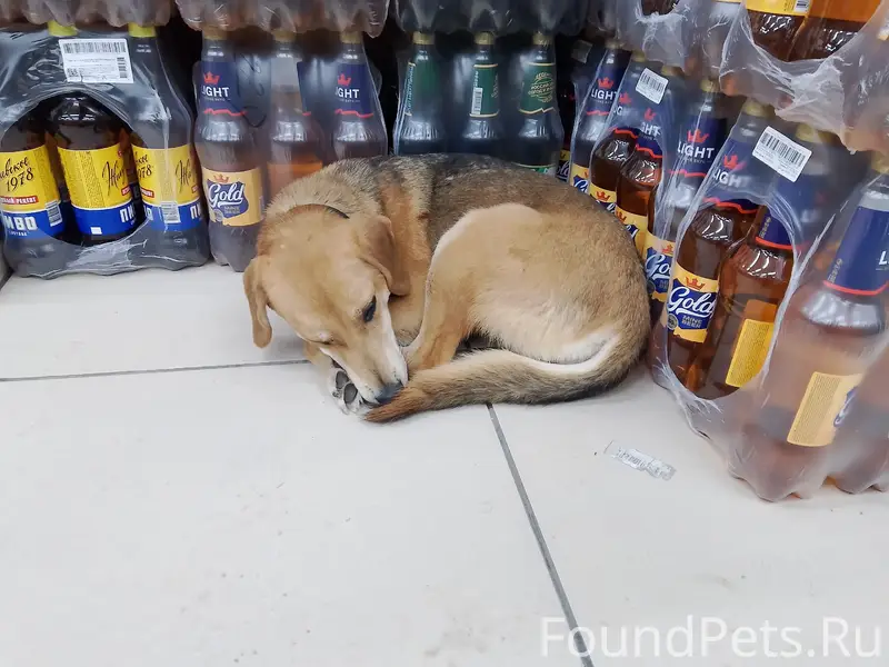 Пропала собака, Березники