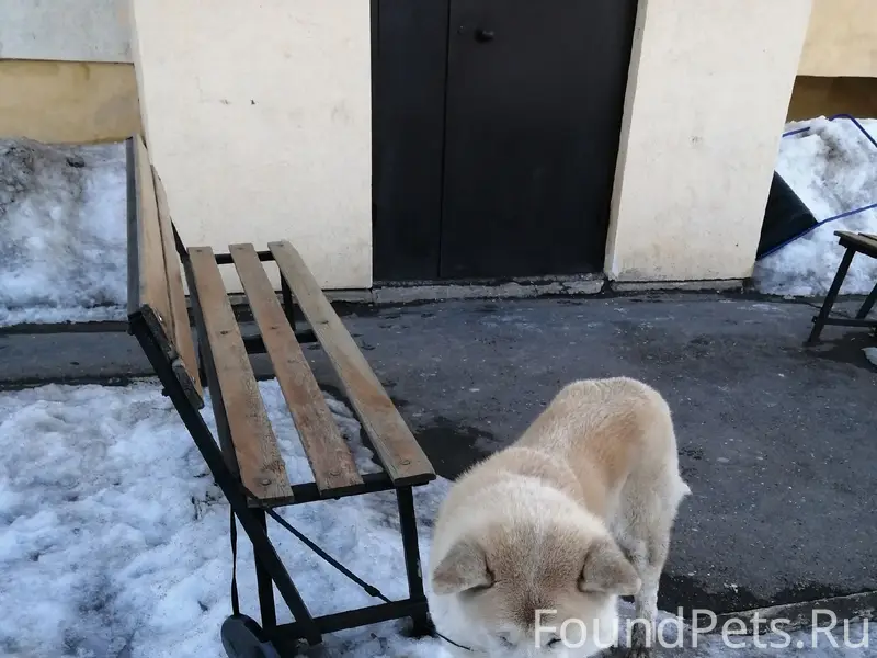 Найден акита-ину, Нежинка