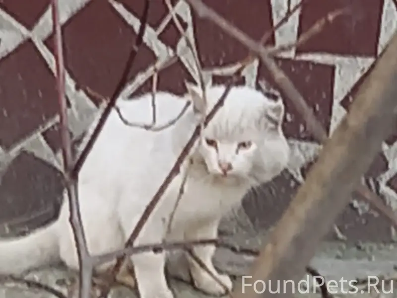 Найден белый кот, Орехово-Зуево