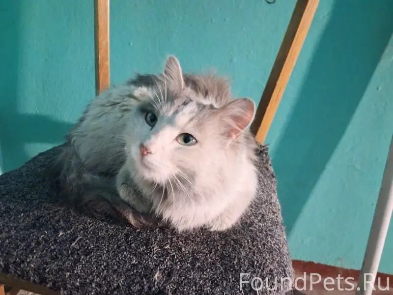 Найден кот с ранами, Улан-Удэ